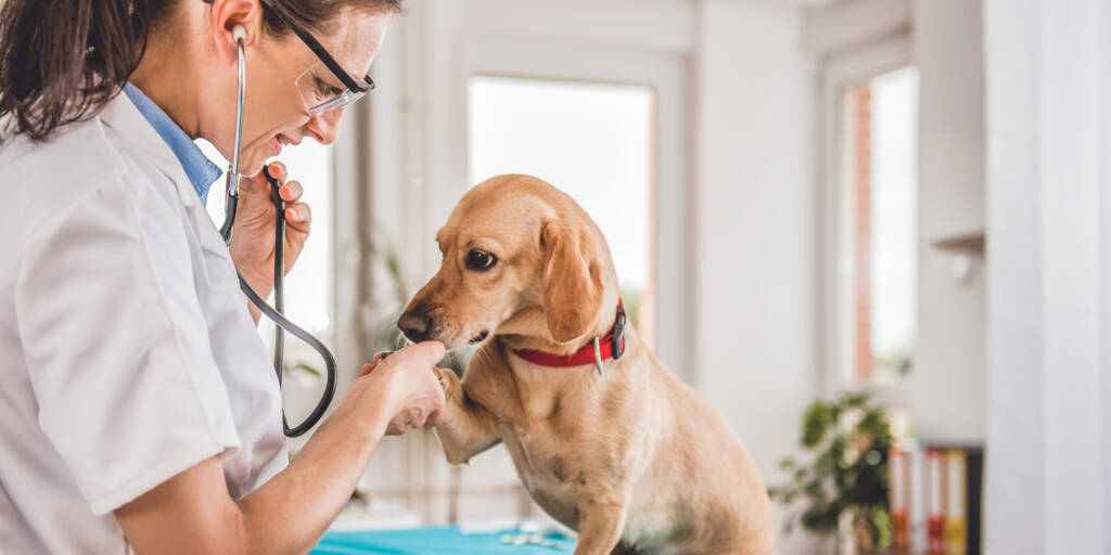 Wie sieht die Tierarztpraxis der Zukunft aus?
